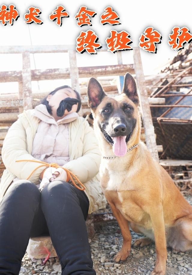 神犬千金之终级守护